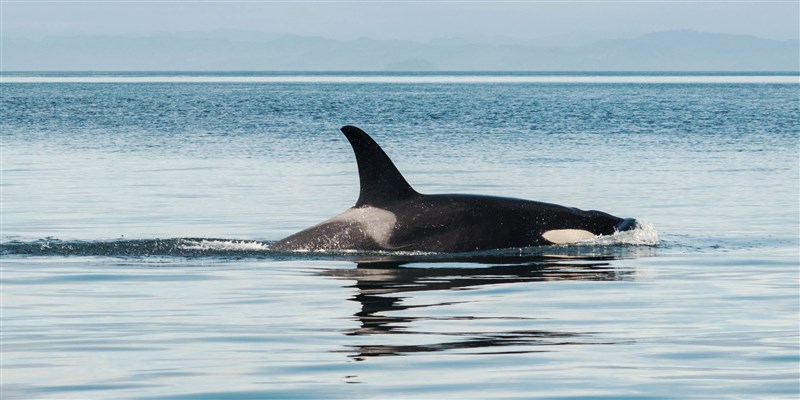 Orca Whale Completes 8,000 Km Swim from Iceland to Lebanon